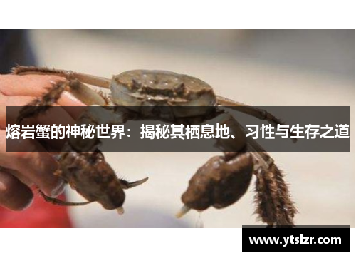 熔岩蟹的神秘世界：揭秘其栖息地、习性与生存之道
